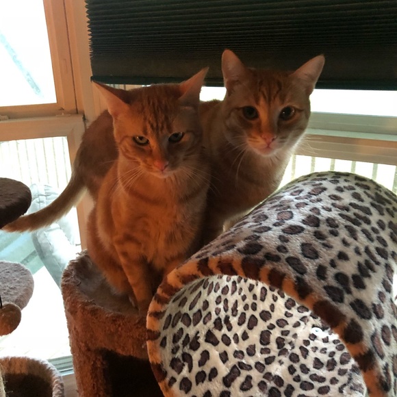 🌹Meet your Posher, Kelly - Picture 14 of 15